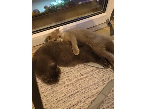 8 aylık özel renk lilac scottish fold