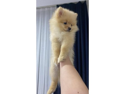 Pomeranian boo 3 aylık