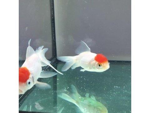 Aslanbaş oranda