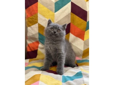Oyuncu british shorthair yavrumuz