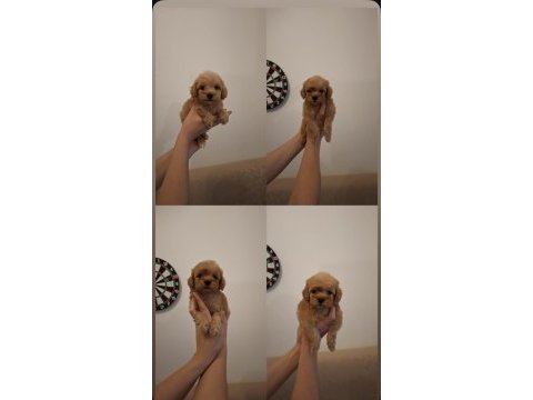 Orjinal sıfır numara maltipoo bebekler