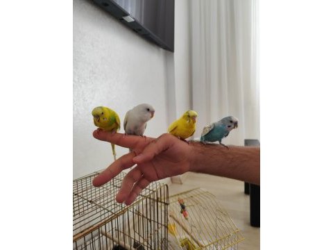 Konuşan evcil muhabbet kuşları