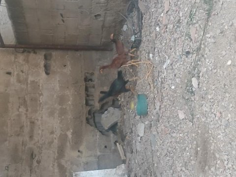5 adet 4 aylık 4 ferik 1 horoz