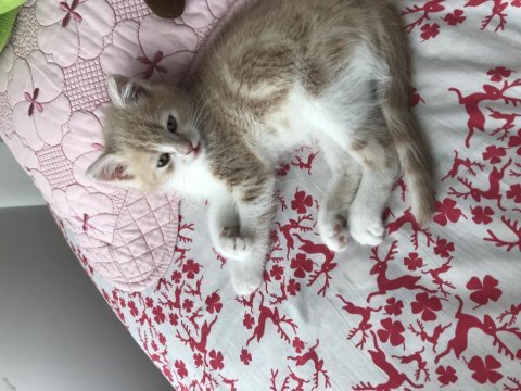 Yavru british shorthair (baba tekir)