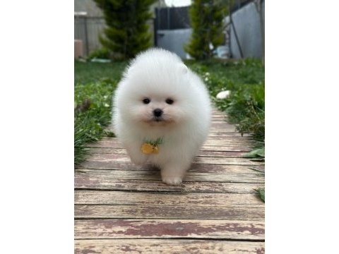 Teddy bear kar beyaz erkek 3 aylık pomeranian