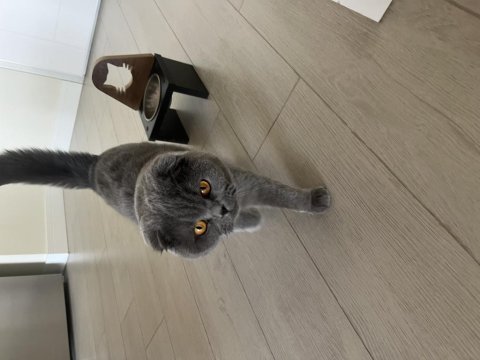 Scottish fold mila için yeni bir yuva arıyorum