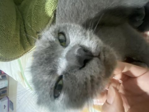 1,5 yaşında dişi british shorthair