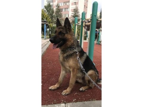 3 yaşındaki alman kurdu oğlumu sahiplendiriyorum