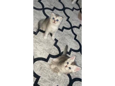 Scottish fold ve scottish straight bebekler