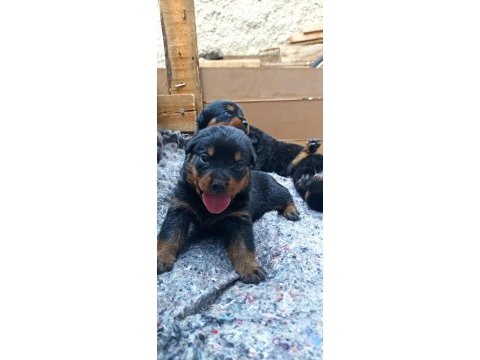 Yavru rottweiler