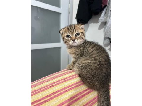 2.5 aylık erkek scottish fold