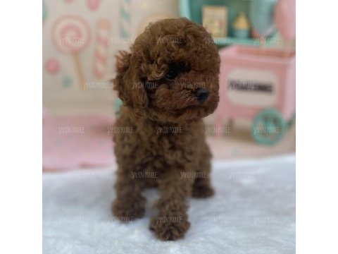 Sevimli toy poodle yavrusu