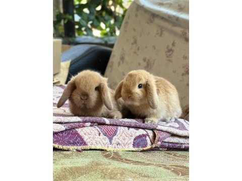 Hollanda mini ve cüce tavşan gonderılır