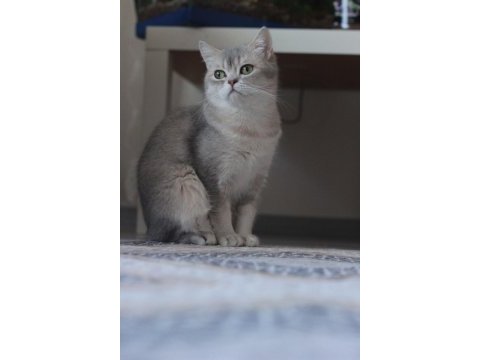 Bri sh ny aria mango british shorthair
