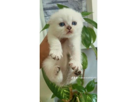 Sıfır kulak top kafa scottish fold bebek