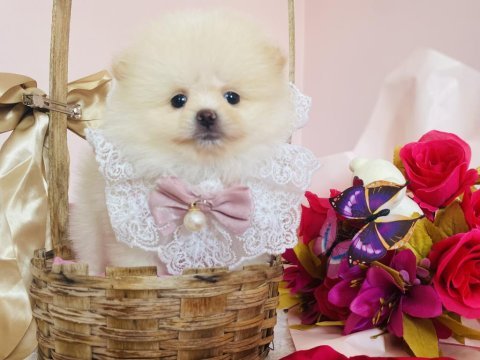 Pomeranian boo dişi ve erkek yavrular