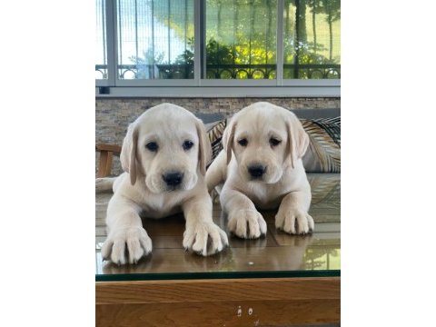 Safkan şecereli labrador yavru köpekler (şampiyon soy)