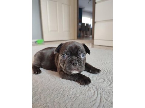 French bulldog yavru