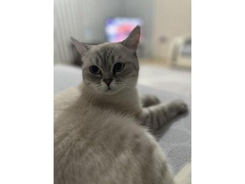 1 yaşında kısır dişi exotic shorthair