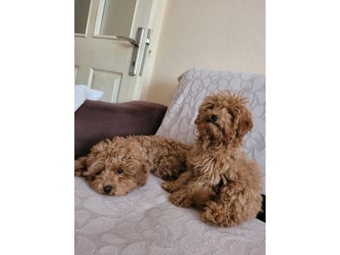 Sağlıklı poodle yavrular