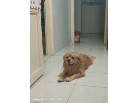 Golden retriever iyi niyetli birine sahiplensin
