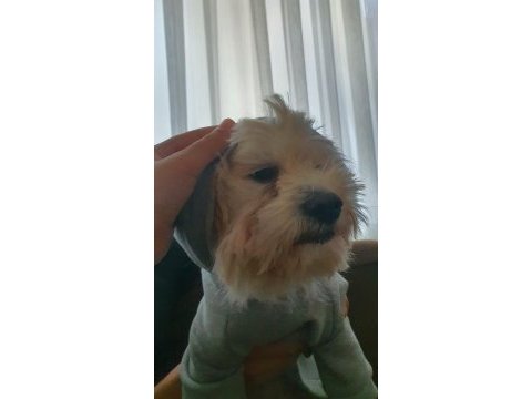 Tamamen evcil ve eğitimli 1 yaşında köpeğimiz