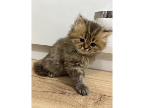 Scottish longhair yavrularımız ailelerini bekliyor