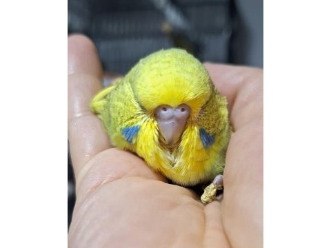 Show jumbo iri muhabbet kuşu bebeklerim