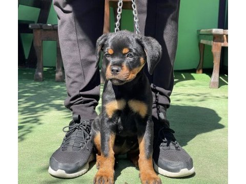 Şampiyon rottweiler yavruları
