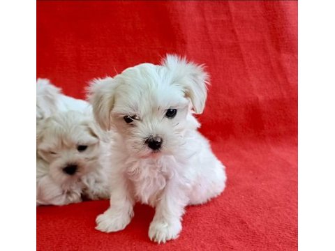 Kar beyaz sevimli yavrular maltese terrier