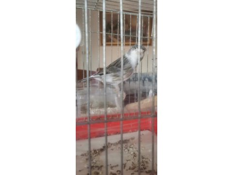 Tepeli siyah beyaz erkek harleguin kanarya