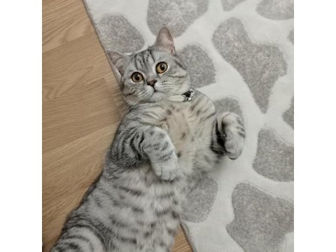 1 yaşında erkek british shorthair