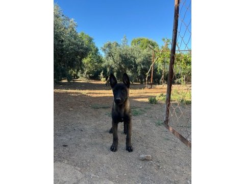 3 aylık malinois yeni yuva arıyor