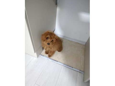 4.5 aylık dişi teacup poodle