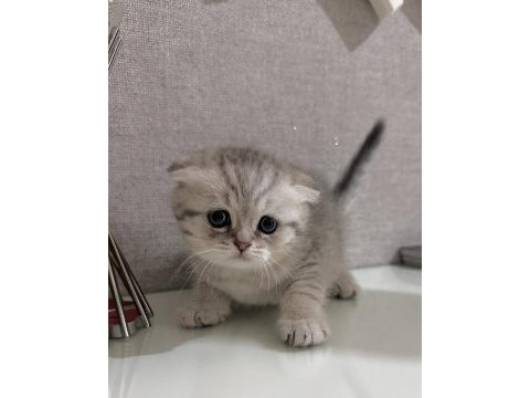 Scottish fold a kalite yavrular