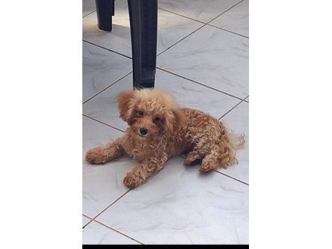 Teacup erkek 19cm 5 aylık poodle