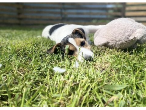 Yavru jack russell
