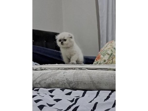 Son scottish fold yavrularımız teslime hazır