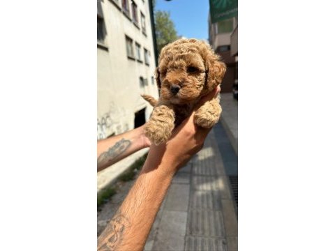 Toy poodle çocuklarım