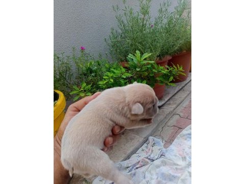 Egzotic fransız bulldog