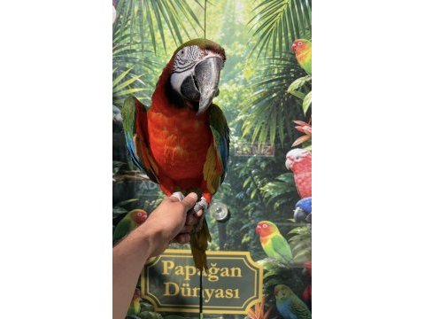 Ara macaw papağanı