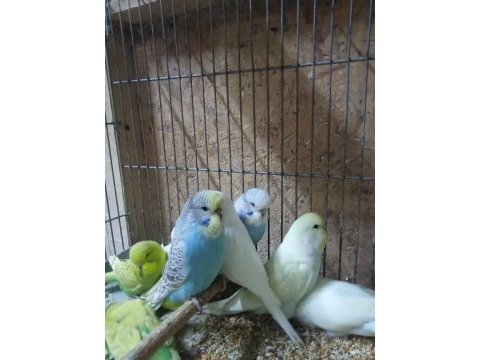 Satılık yerli muhabbet kuşu