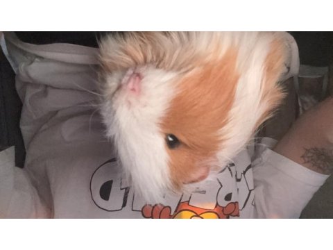 8 aylık latte guinea pig