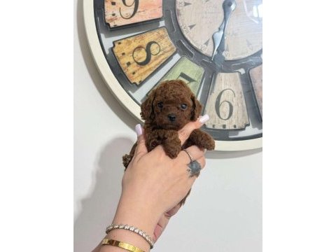 Irk ve sağlık garantili toy poodle bebekler