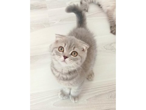 Gümüş yeni yuvasını arıyor scottish fold