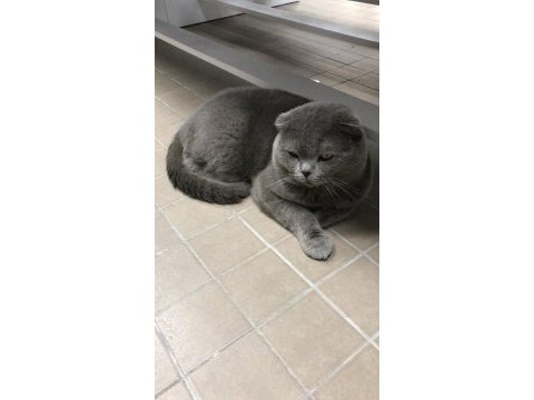 Erkek scottish fold kedimize dişi eş adayı arıyoruz