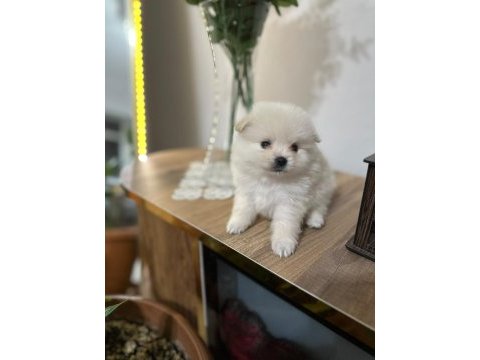 Pomeranian bebekleri