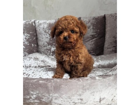 Kıpkırmızı red toy poodle sevimli yavrular