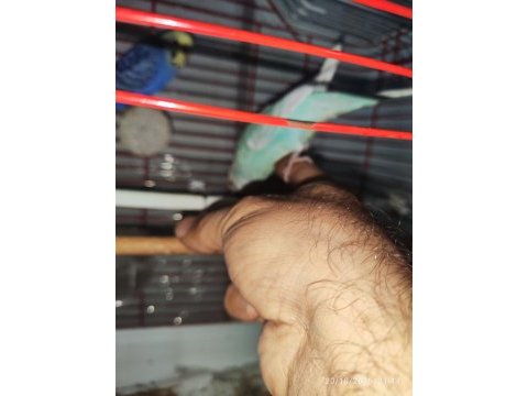 Ele alışık takım muhabbet kuşlar kafesli malzemeli