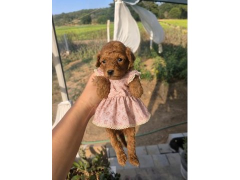 Dünya tatlısı şeker köpekler